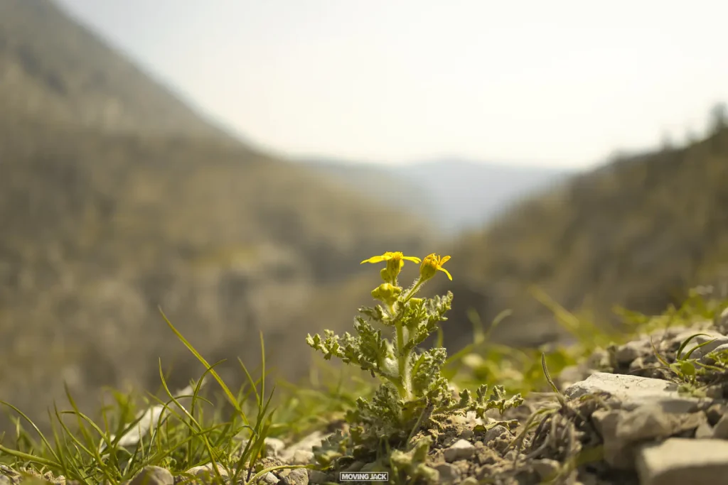 De majestueuze bergen en natuur van Koerdistan - wandelavontuur (Irak) 6 Koerdistan, wandelen in Koerdistan, wandelen in de bergen van Koerdistan, de natuur van Koerdistan Koerdistan bergen wandelen irak wilde natuur koerdische bergen barsan17 • koerdistan, wandelen in koerdistan, wandelen in de bergen van koerdistan, koerdistan natuur