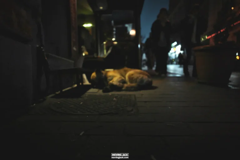 Hoe 3 dagen in Istanbul door te brengen: top 10 dingen om te doen 12 Hoe 3 dagen in Istanbul door te brengen Istanbul stadscentrum centrum straten van istanbul waar istanbul beroemd om45 copyright moving jack • hoe 3 dagen in istanbul door te brengen