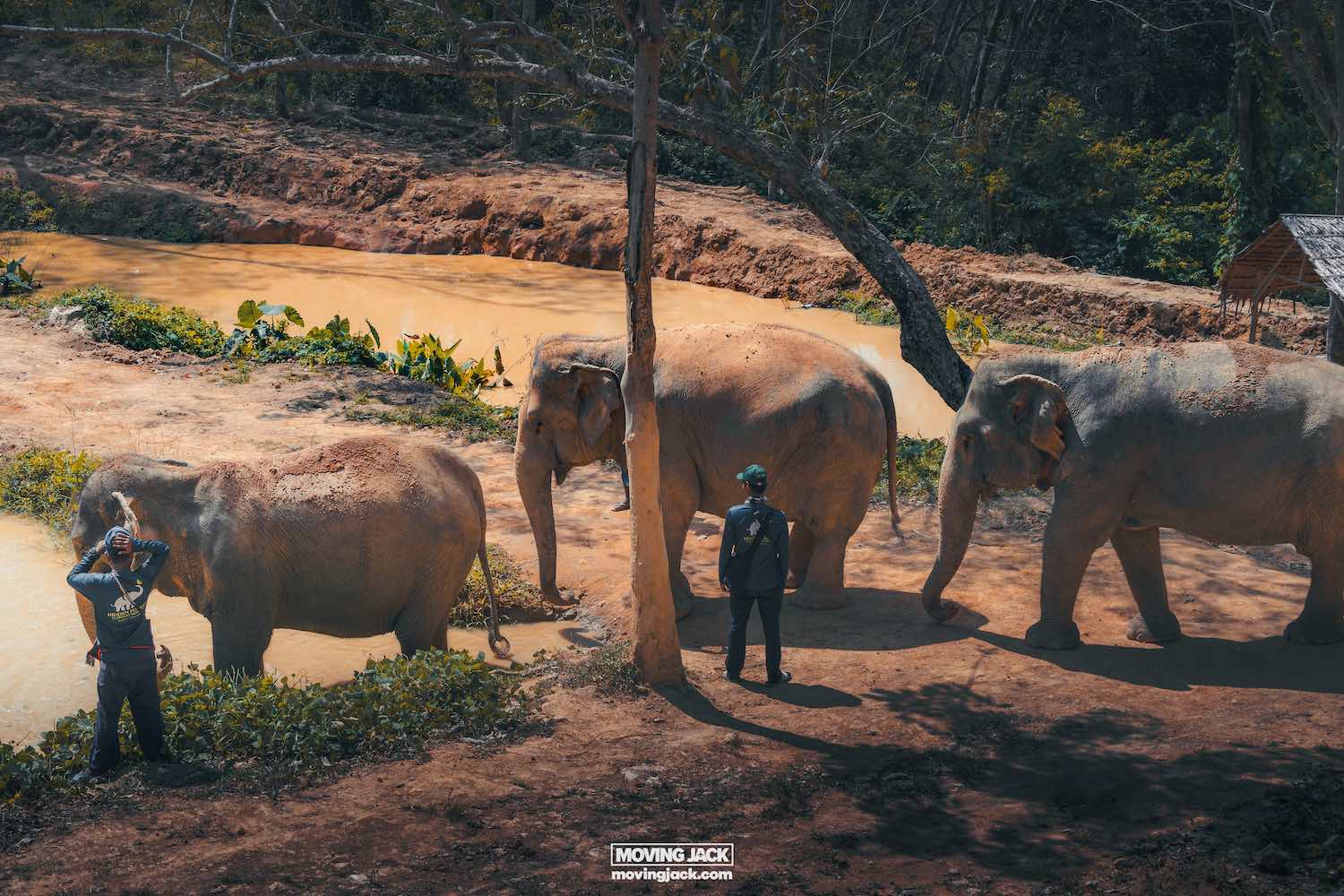 Hidden forest elephant sanctuary phuket review: walking with giants 10 elephant sanctuary phuket review Three elephants walking in a line beside a muddy waterhole with two people standing nearby under trees in the hidden elephant reserve phuket in thailand. -copyright-moving-jack. Com