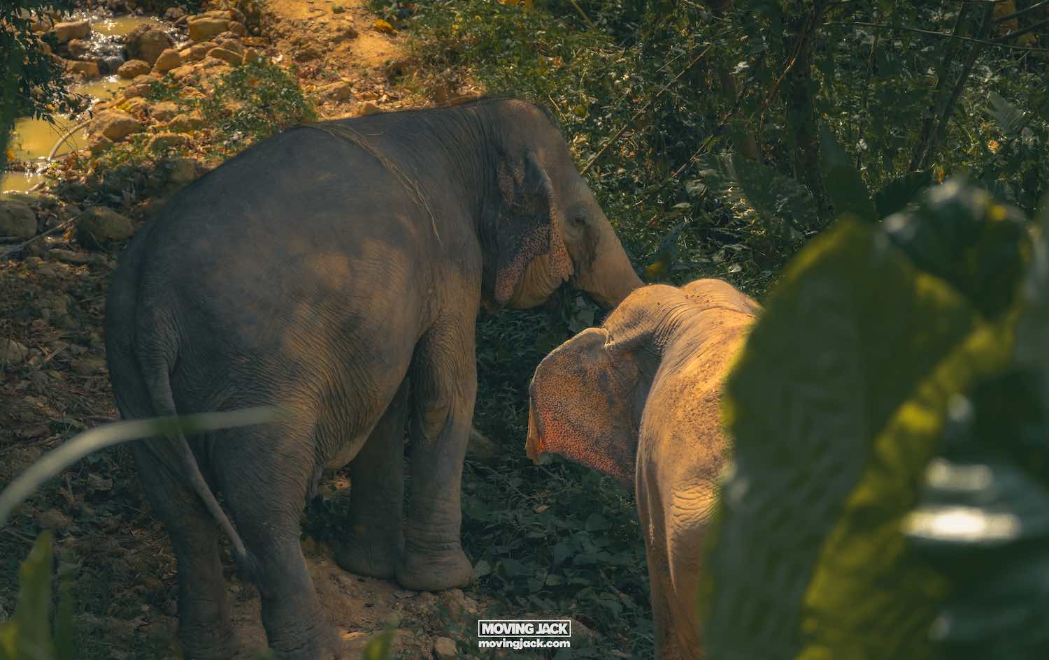 Hidden forest elephant sanctuary phuket review: walking with giants 11 elephant sanctuary phuket review Two elephants walking through a densely vegetated area with sunlight filtering through the leaves. -copyright-moving-jack. Com