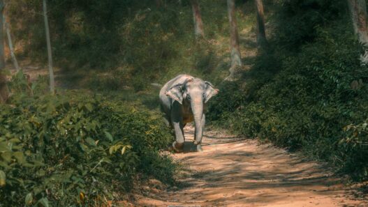 An elephant leisurely walks along a dirt path surrounded by lush greenery in a forested area, reminiscent of the tranquil landscapes that inspire reasons why you should visit phuket. -copyright-moving-jack. Com