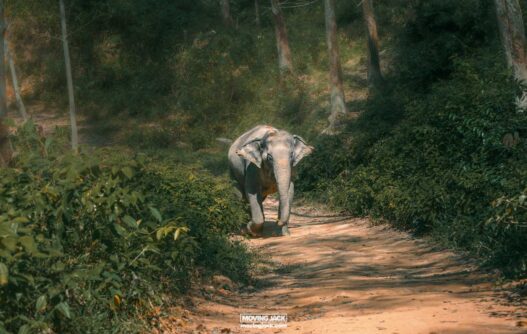 An elephant leisurely walks along a dirt path surrounded by lush greenery in a forested area, reminiscent of the tranquil landscapes that inspire reasons why you should visit phuket. -copyright-moving-jack. Com