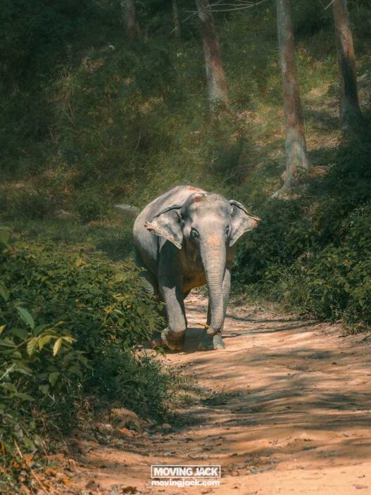 Hidden forest elephant sanctuary phuket review: walking with giants 23 why visit phuket An elephant leisurely walks along a dirt path surrounded by lush greenery in a forested area, reminiscent of the tranquil landscapes that inspire reasons why you should visit phuket. -copyright-moving-jack. Com