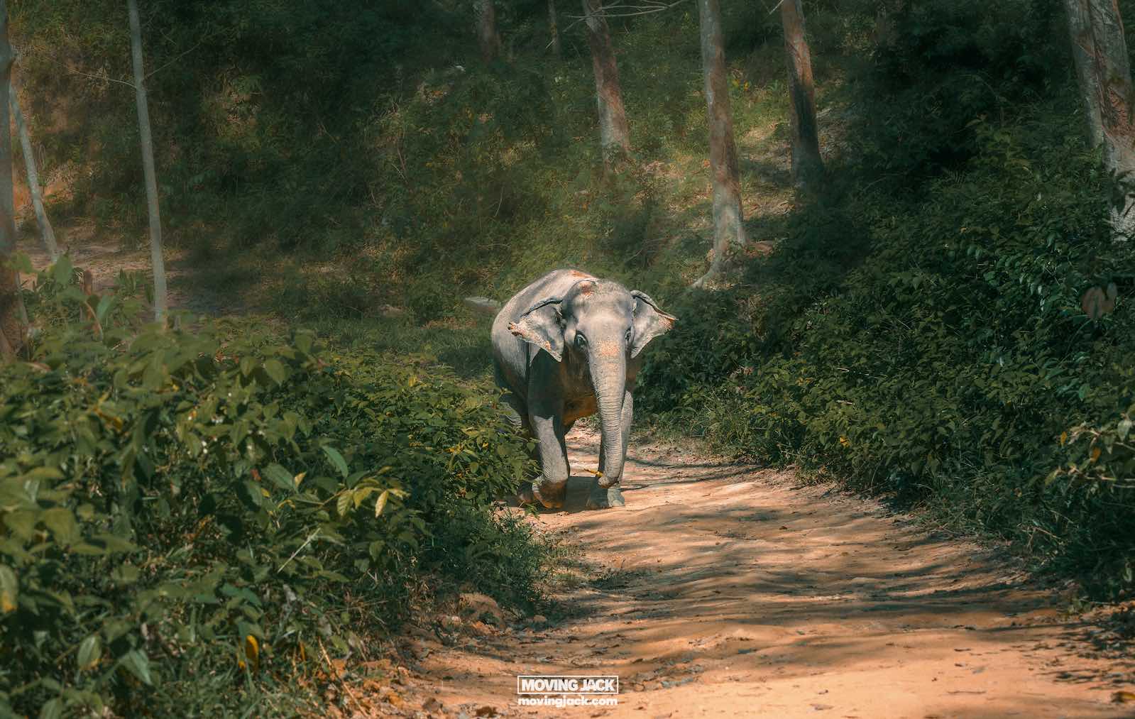 Waarom Phuket Thailand bezoeken? 10 onverslaanbare redenen om te gaan 11 redenen om Phuket te bezoeken Een olifant loopt rustig over een onverhard pad omgeven door weelderig groen in een bosgebied, wat doet denken aan de rustige landschappen die u inspireren om Phuket te bezoeken. -copyright-moving-jack. Com