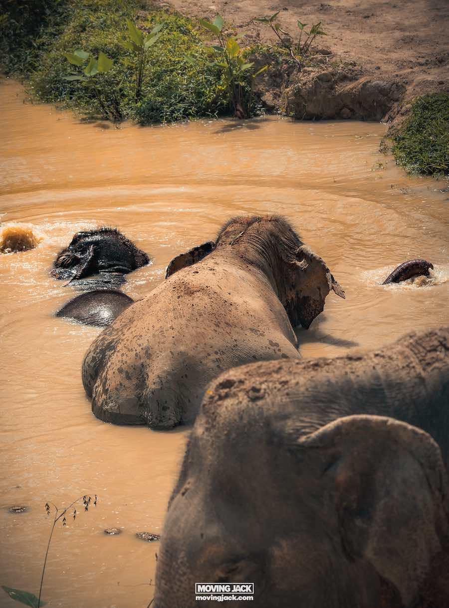 Hidden forest elephant sanctuary phuket review: walking with giants 12 elephant sanctuary phuket review Elephants bathing in a muddy waterhole, partially submerged with wet backs visible, surrounded by greenery. -copyright-moving-jack. Com