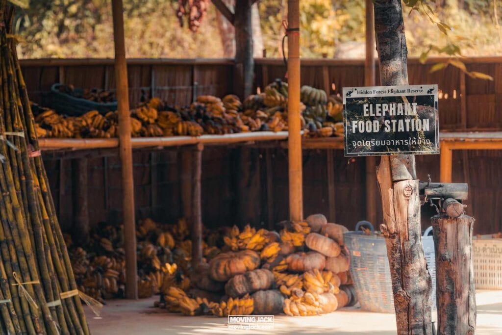 Hidden forest elephant sanctuary phuket review: walking with giants 7 elephant sanctuary phuket review Elephant food station with bundles of bananas and sugarcane on display under a shaded wooden structure. In the hidden forest elephant reserve phuket in thailand -copyright-moving-jack. Com