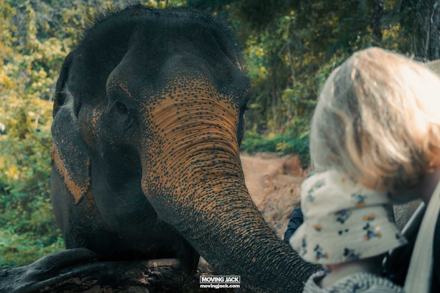 Moving abroad as a couple: pros, challenges & relationship tips 4 moving abroad as a couple An elephant with a textured trunk stands in a wooded area, reaching toward a couple with blonde hair, symbolizing their adventurous step of moving abroad together. -copyright-moving-jack. Com
