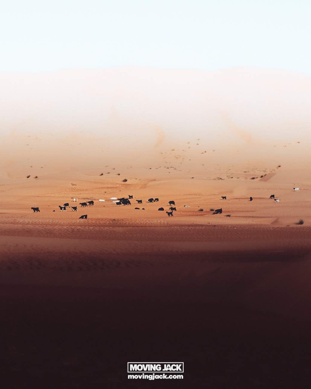 Ultieme gids voor de woestijn in Oman: Wahiba Sands 19 slapen in de woestijn, woestijn in Oman, Wahiba Sands, kamperen in de woestijn in Oman Buitenkant van het kamp