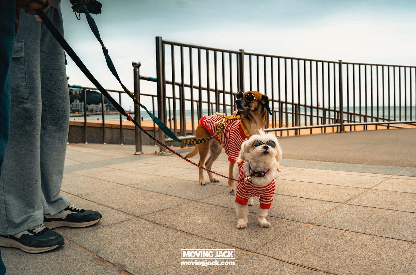 Gemakkelijk weekend in Busan met een peuter: 2-daagse reisroute voor gezinnen 31 Busan,weekend in Busan Twee kleine hondjes, gekleed in rood-wit gestreepte outfits en een zonnebril, staan op een geplaveid pad, elk aangelijnd en vastgehouden door een persoon buiten beeld. -copyright-moving-jack.com