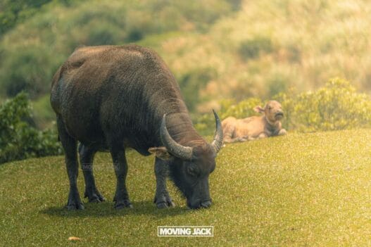 Best things to do taipei taiwan copyright movingjack 3 2 • things to do in taipei