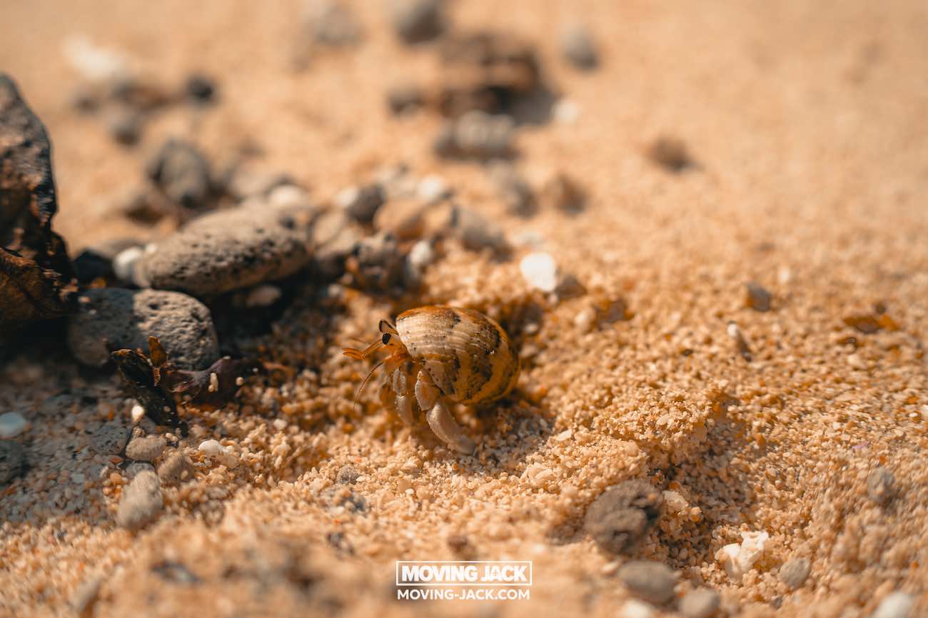 Een kleine heremietkreeft met een bruin pantser kruipt over een zandstrand, omringd door kiezels en rotsen – een idyllisch tafereel dat doet denken aan de beste stranden die Okinawa te bieden heeft. De zonovergoten afbeelding toont "moving jack" middenonder. -copyright-moving-jack.com