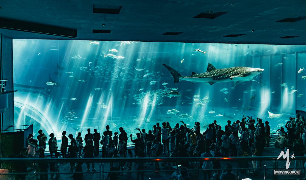 A large crowd of people stands in front of a massive aquarium tank, watching a whale shark and various fish swimming under blue, streaked light—a highlight on any okinawa itinerary, conveying wonder and fascination at the marine display. -copyright-moving-jack. Com