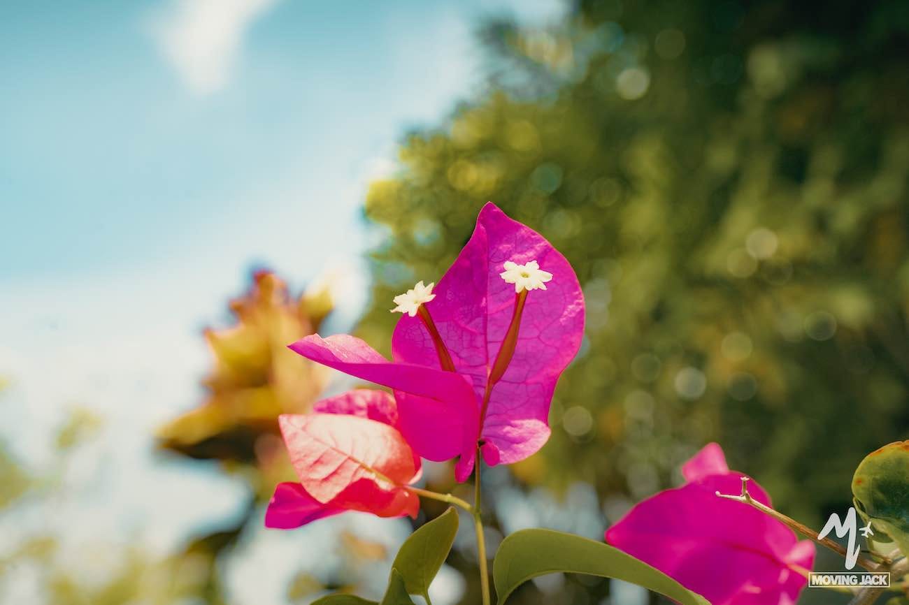 Bright pink bougainvillea flowers with small white centers are in focus against a blurred green and blue background under a sunny sky, evoking a tropical okinawa itinerary. The moving jack logo is visible in the bottom right corner. -copyright-moving-jack. Com