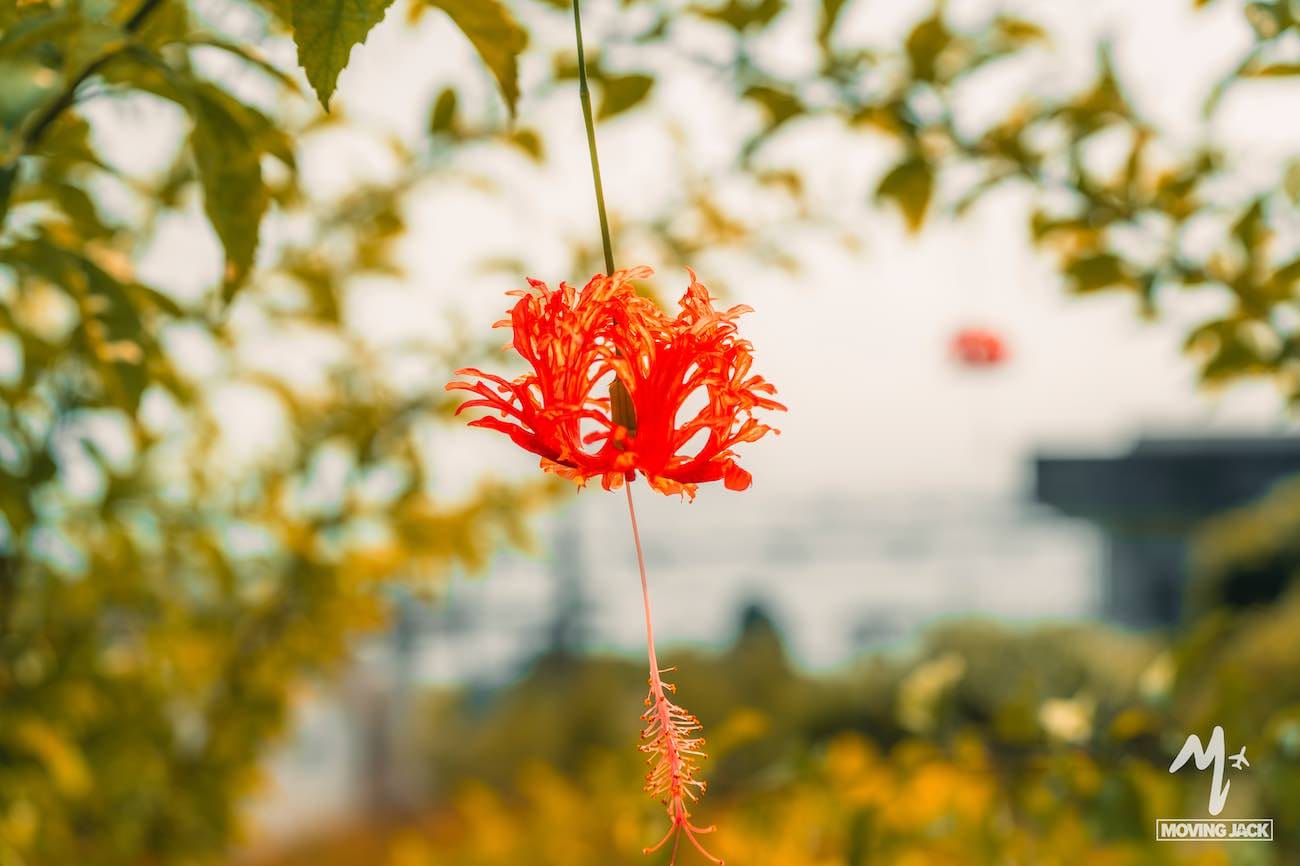 26 okinawa tips first-time visitors need to know 21 A close-up of a vibrant red fringed hibiscus flower hanging from a stem, with blurred green foliage and a soft background, featuring a faint logo that reads "moving jack. -copyright-moving-jack. Com