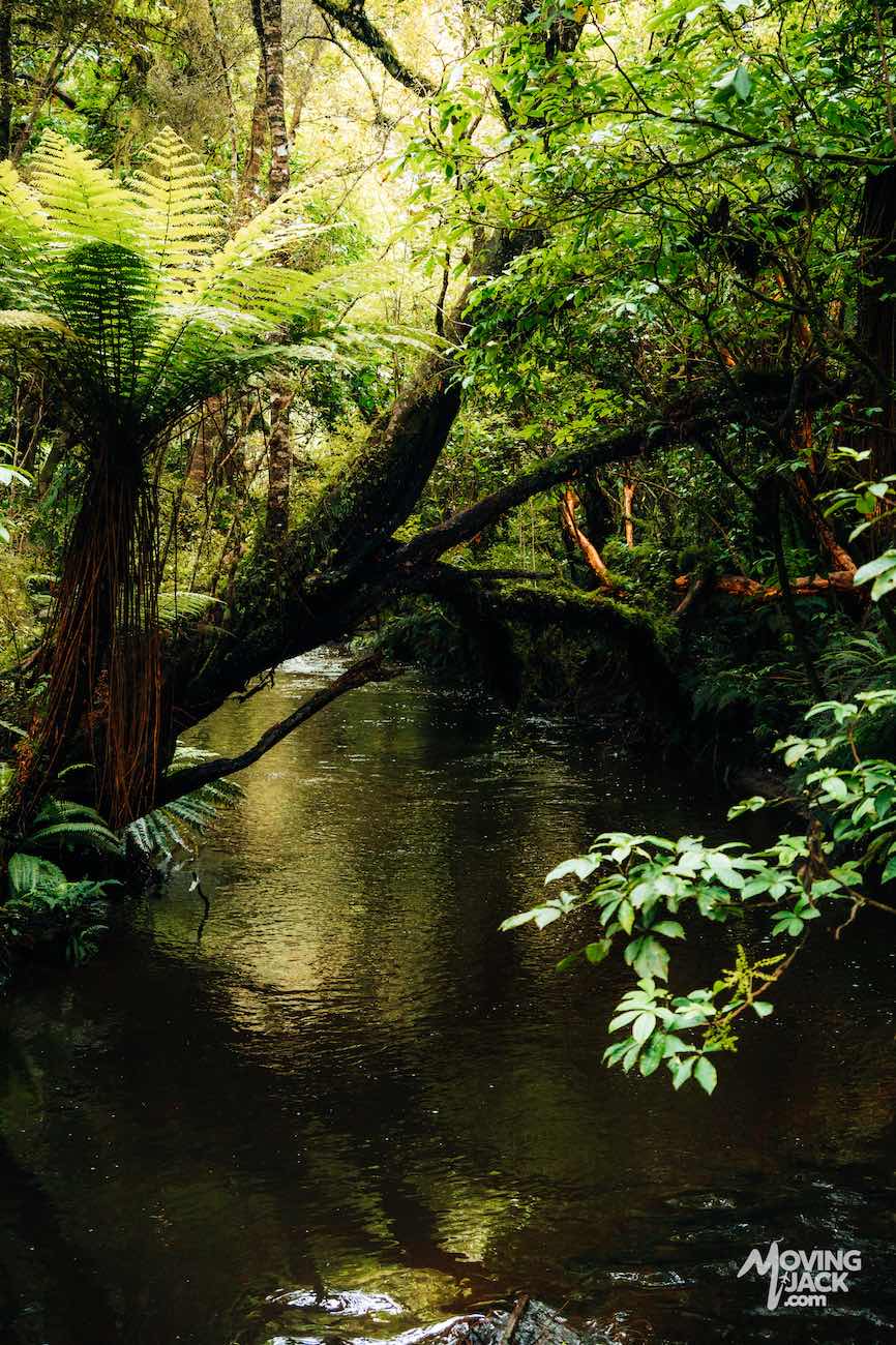 Een weelderig groen bos met een beekje dat onder een met mos begroeide boomtak door stroomt en varens langs het water, een serene schoonheid die je doet afvragen: zijn de Kathedraalgrotten een bezoek waard voor zulke taferelen?.