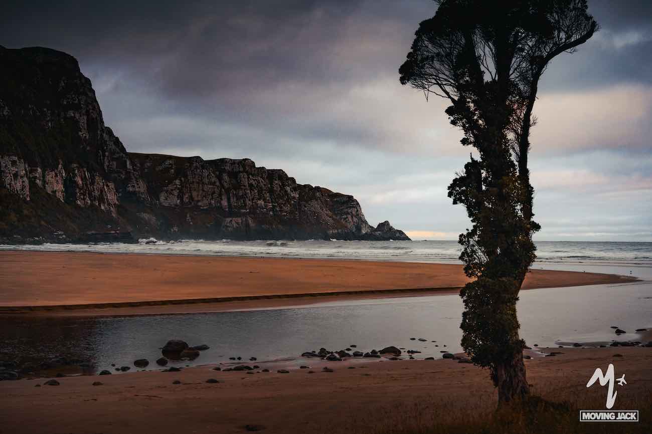 A lone tree by a wide beach with mountains in the background under a cloudy sky at dusk—a scene that makes you wonder, is New Zealand by campervan worth it?.