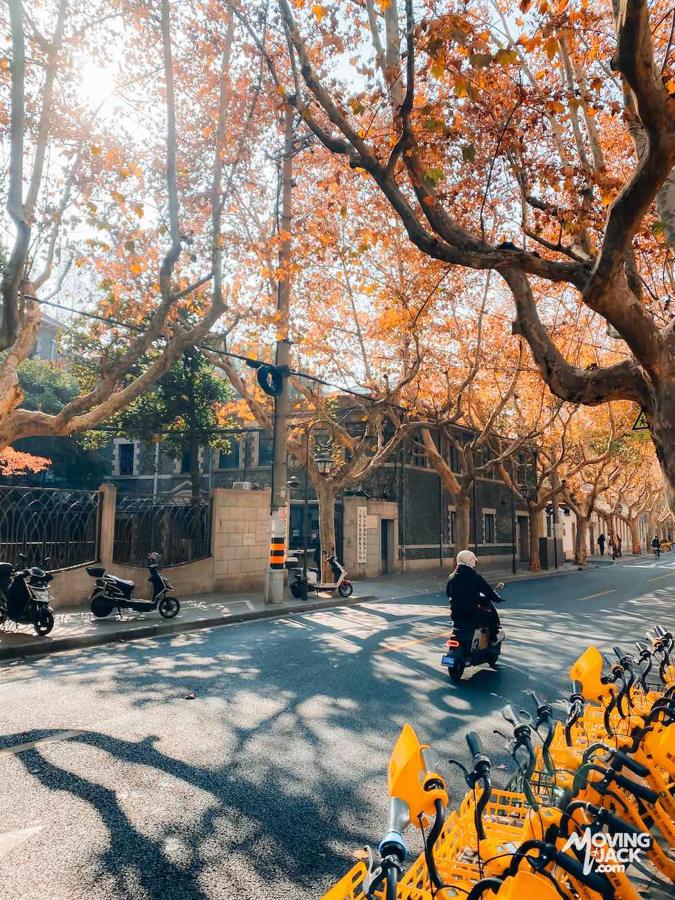 A person rides a scooter down a tree-lined street in Shanghai with autumn leaves; parked bikes are visible in the foreground and sunlight filters through the branches.