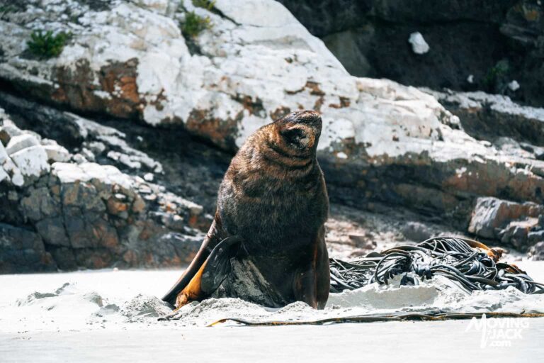 Otago Peninsula: Best 5 Things to Do, Where To Stay & Tips