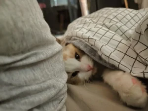 Reizen met katten: 16 essentiële tips (uit ervaring)