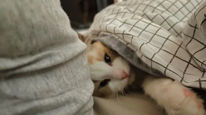 Cat shanghai house movingjack •