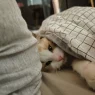 Reizen met katten: 16 essentiële tips (uit ervaring) 9 dierenwinkel in Erbil Cat shanghai house movingjack • dierenwinkel in erbil