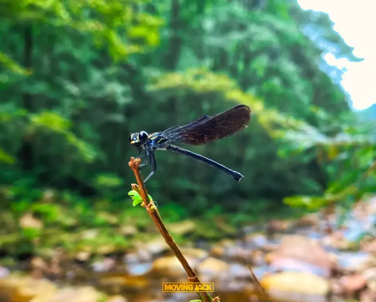 Een bezoek aan de avatarbergen (zhangjiajie) 18 avatarbergen Dragonfly avatar bergen movingjack • avatar bergen